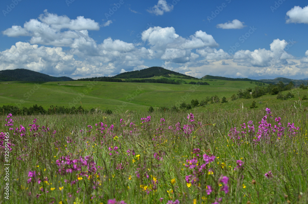 Meadow on Zlatibor Mountain in Serbia with pink and yellow wildflowers, in springtime and with hills in background