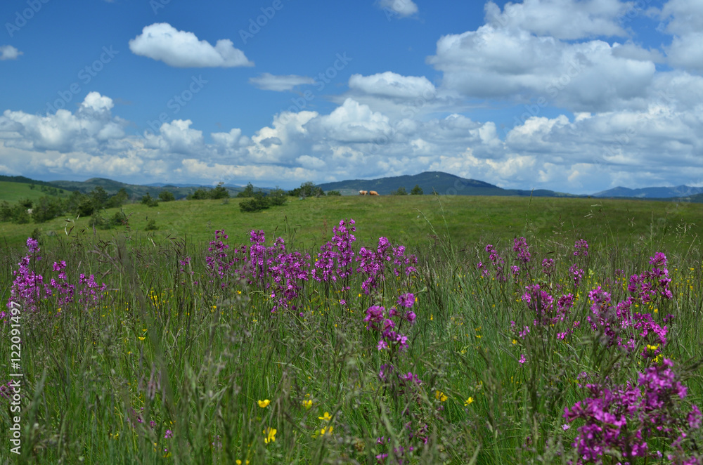 Springtime landscape of Zlatibor Mountain in Serbia, with wildflower meadow and hills in background Springtime landscape of Zlatibor Mountain in Serbia, with wildflower meadow and hills in background