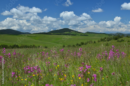Meadow on Zlatibor Mountain in Serbia with pink and yellow wildflowers, in springtime and with hills in background © branislav