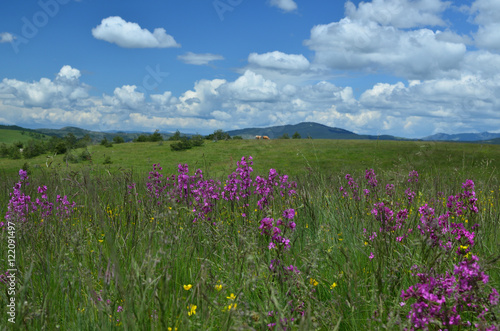 Springtime landscape of Zlatibor Mountain in Serbia, with wildflower meadow and hills in background