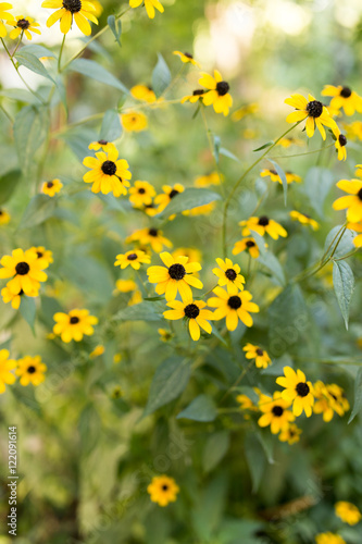 Fototapeta Naklejka Na Ścianę i Meble -  beautiful yellow flower in nature