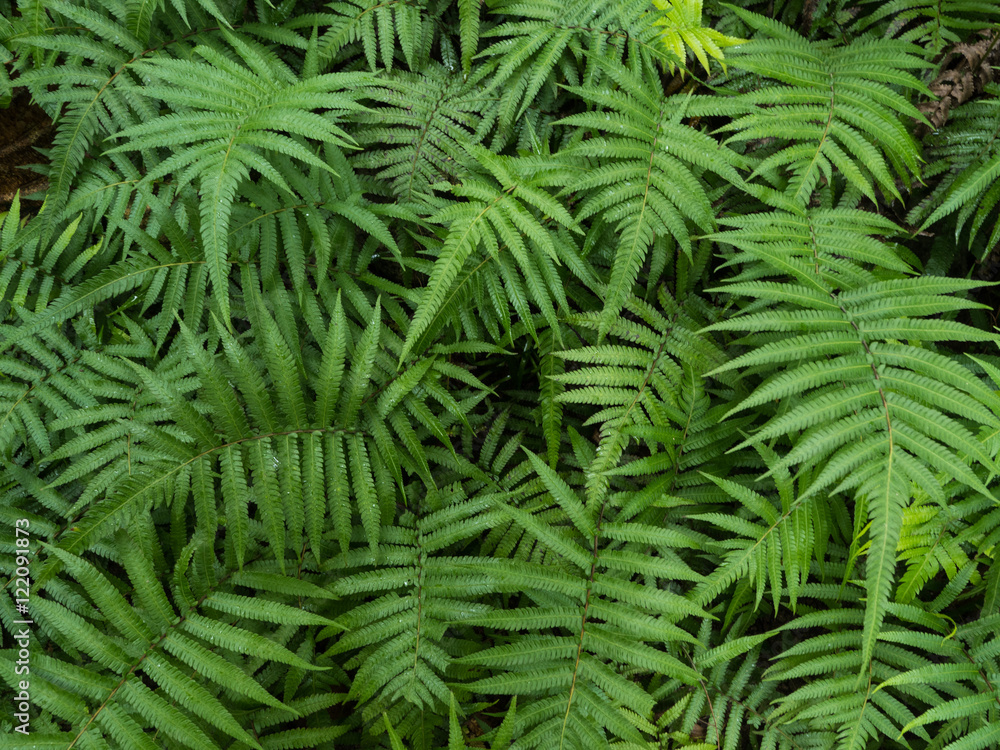 Obraz premium 沖縄の野草