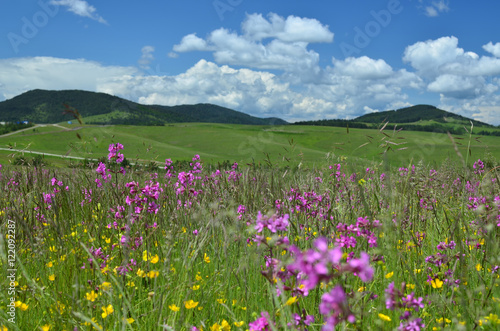 Springtime landscape of Zlatibor Mountain in Serbia, with pink and yellow wildflowers in a meadow and hills in background