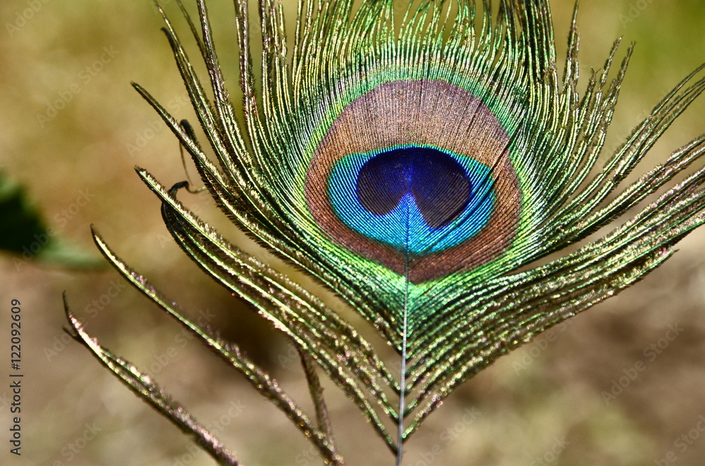 Obraz premium Piuma di pavone