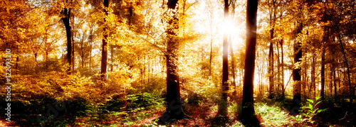 Herbst im Wald bei Sonnenuntergang © Günter Albers