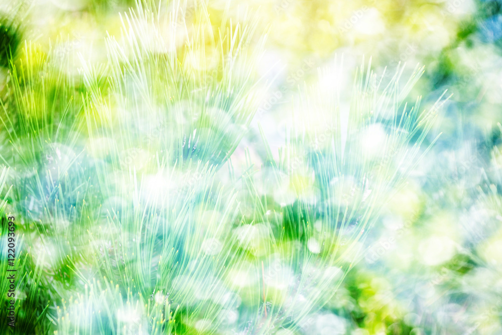 winter background. spruce tree winter background. spruce tree