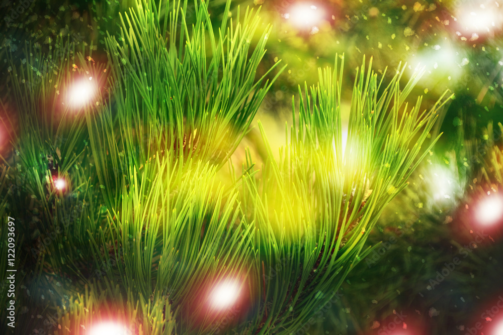 winter background. spruce tree winter background. spruce tree