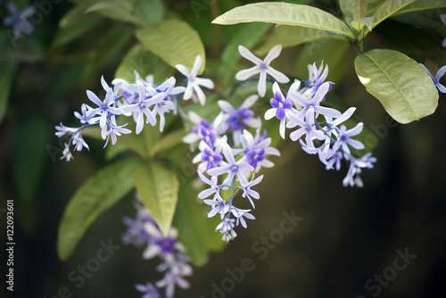 Sandpaper vine in bloom photo