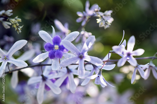 Sandpaper vine in bloom