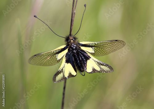Macrophotographie d'insecte:  Ascalaphe soufré mâle (Libelloides coccajus) photo