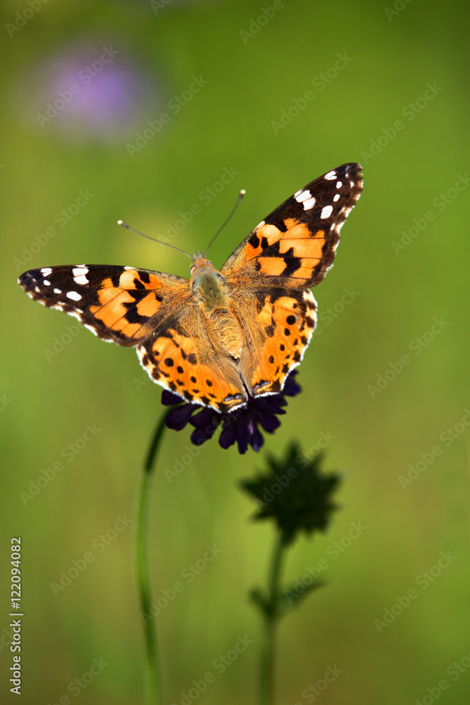 Macrophotographie d'insecte: Belle dame (Vanessa cardui) Macrophotographie d'insecte: Belle dame (Vanessa cardui)