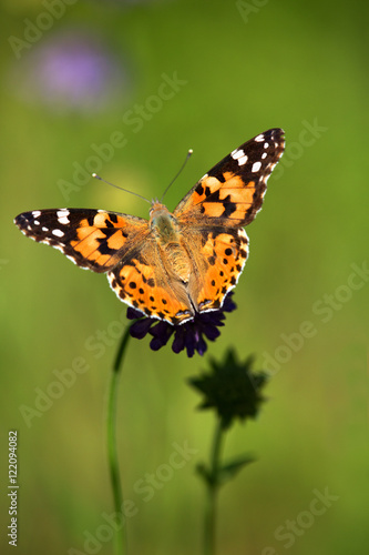 Macrophotographie d'insecte: Belle dame (Vanessa cardui) © panosud360