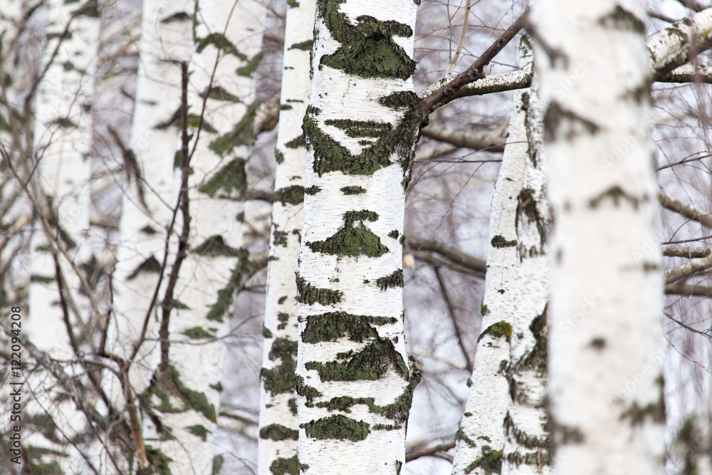 Obraz premium birch tree trunk in a forest in nature