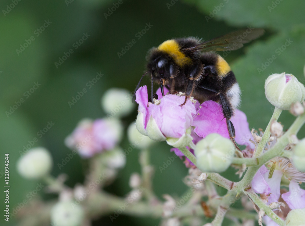 Fototapeta premium Macrophotographie d'insecte: Bourdon terrestre (Bombus terrestris)