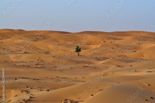   nica arvore no deserto de Dubai 