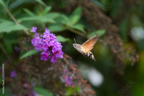 Hummingbird Hawk-moth © Dreamframer