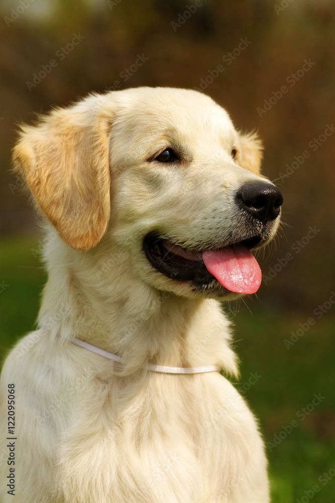 Happy puppy Golden Retriever walks in the summer on the nature,