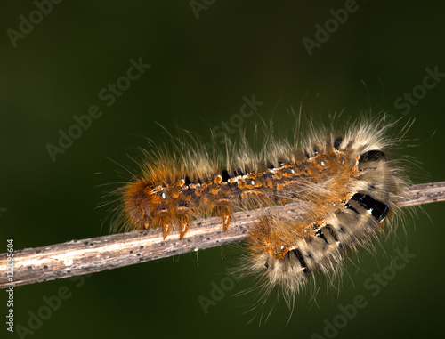 Macrophotographie d'un insecte: Chenille de Bombyx du chêne (Lasiocampa quercus)