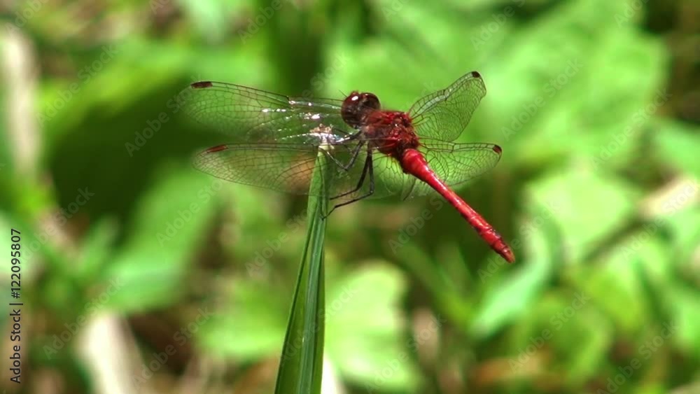 red dragonfly resting red dragonfly resting