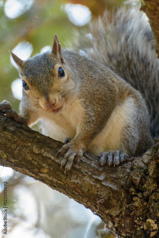 Squirrel Squirrel