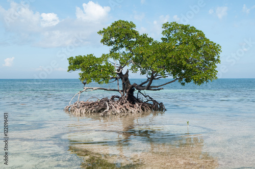 Mangrove tree grows in the ocean photo