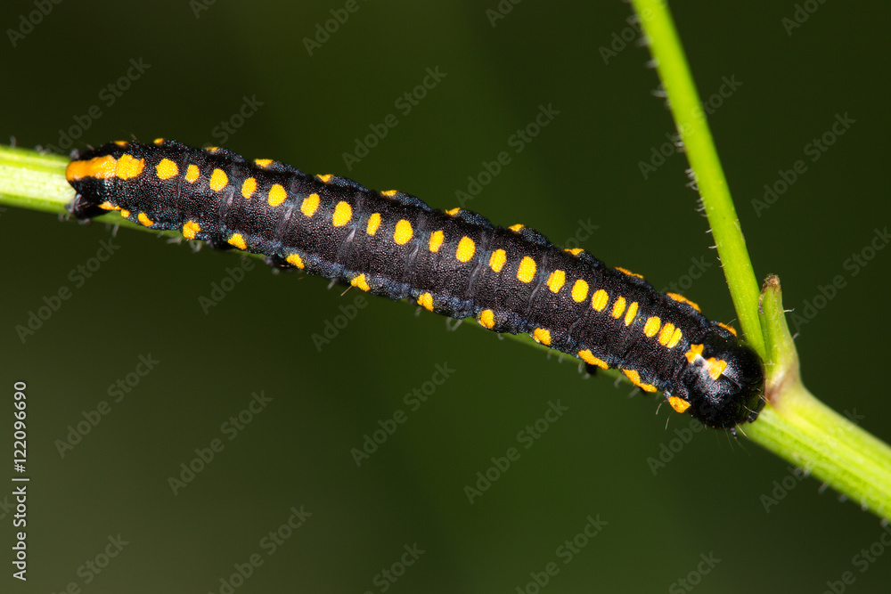 Macrophotographie d'un insecte: Chenille noire à points jaunes orangés
