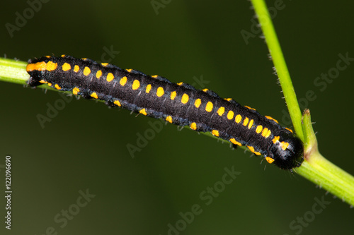 Macrophotographie d'un insecte: Chenille noire à points jaunes orangés © panosud360