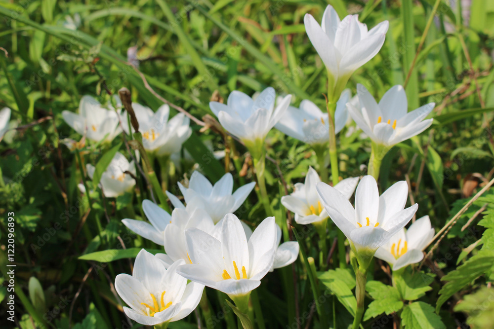 Obraz premium タマスダレの花