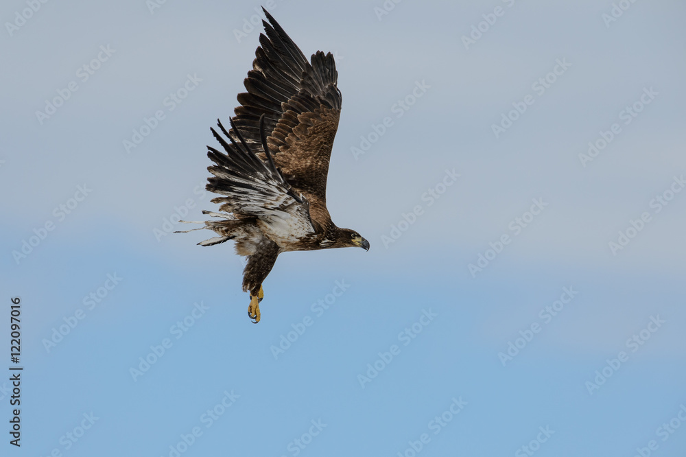 Obraz premium Immature Bald Eagle Flying with Talons Down