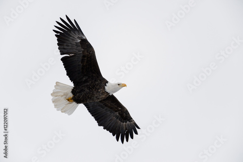 Adult Bald Eagle Soaring Overhead