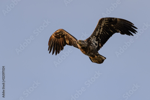 Immature Bald Eagle Flight at You with Bent Wings