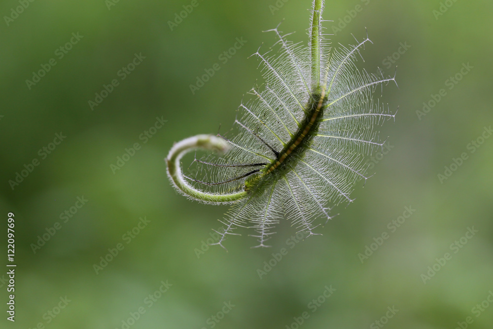 Caterpillar in Southeast Asia.