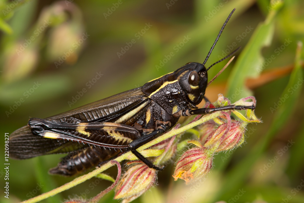 Macrophotographie d'un insecte: criquet marron Macrophotographie d'un insecte: criquet marron