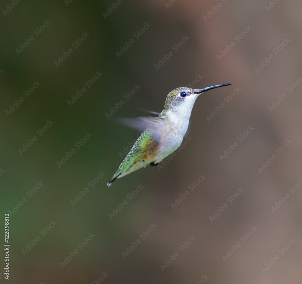 Fototapeta premium Female Ruby Throated Hummingbird inspecting a daylily for nectar. These birds visit north Quebec in the summer months where they breed and return south for winter in the beginning of September.