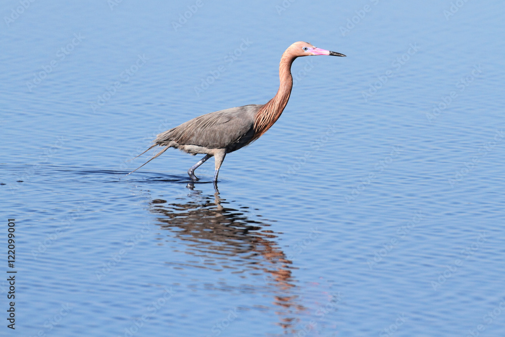 Naklejka premium Reddish Egret (Egretta rufescens)