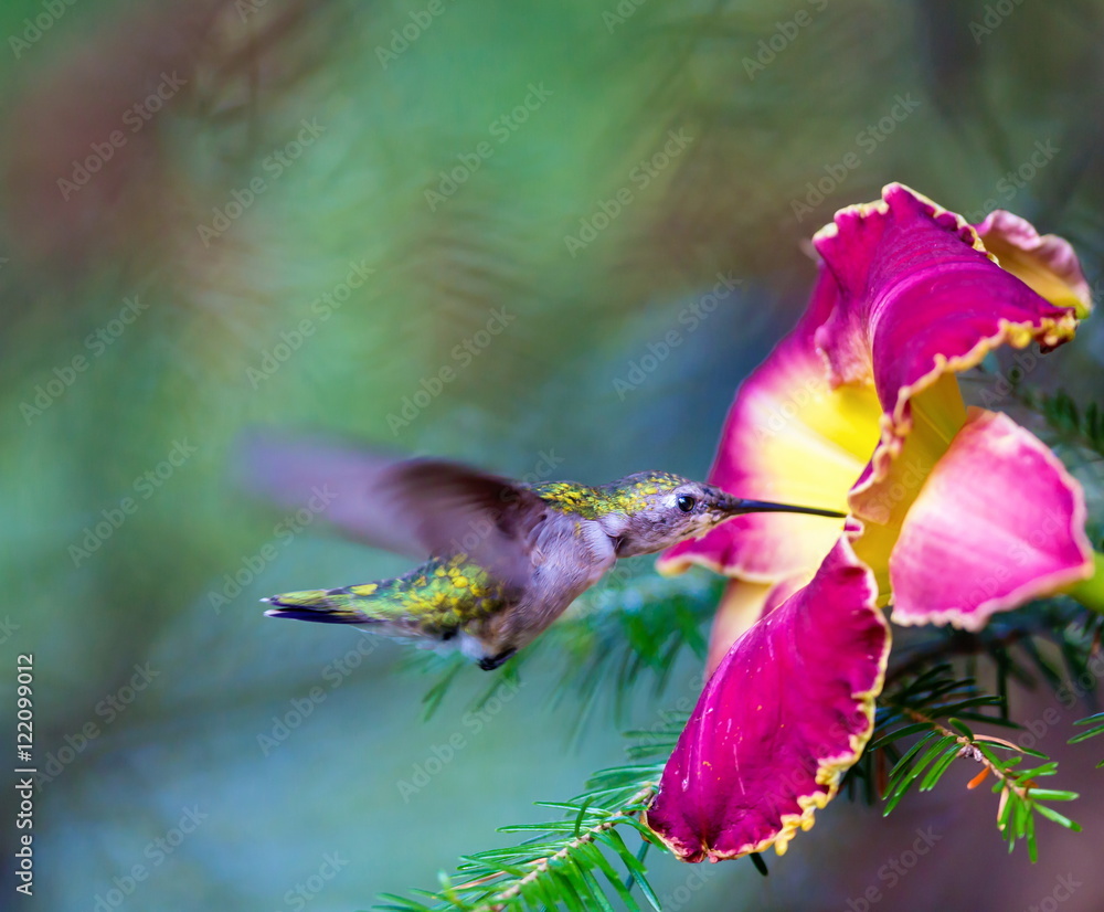 Female Ruby Throated Hummingbird inspecting a daylily for nectar