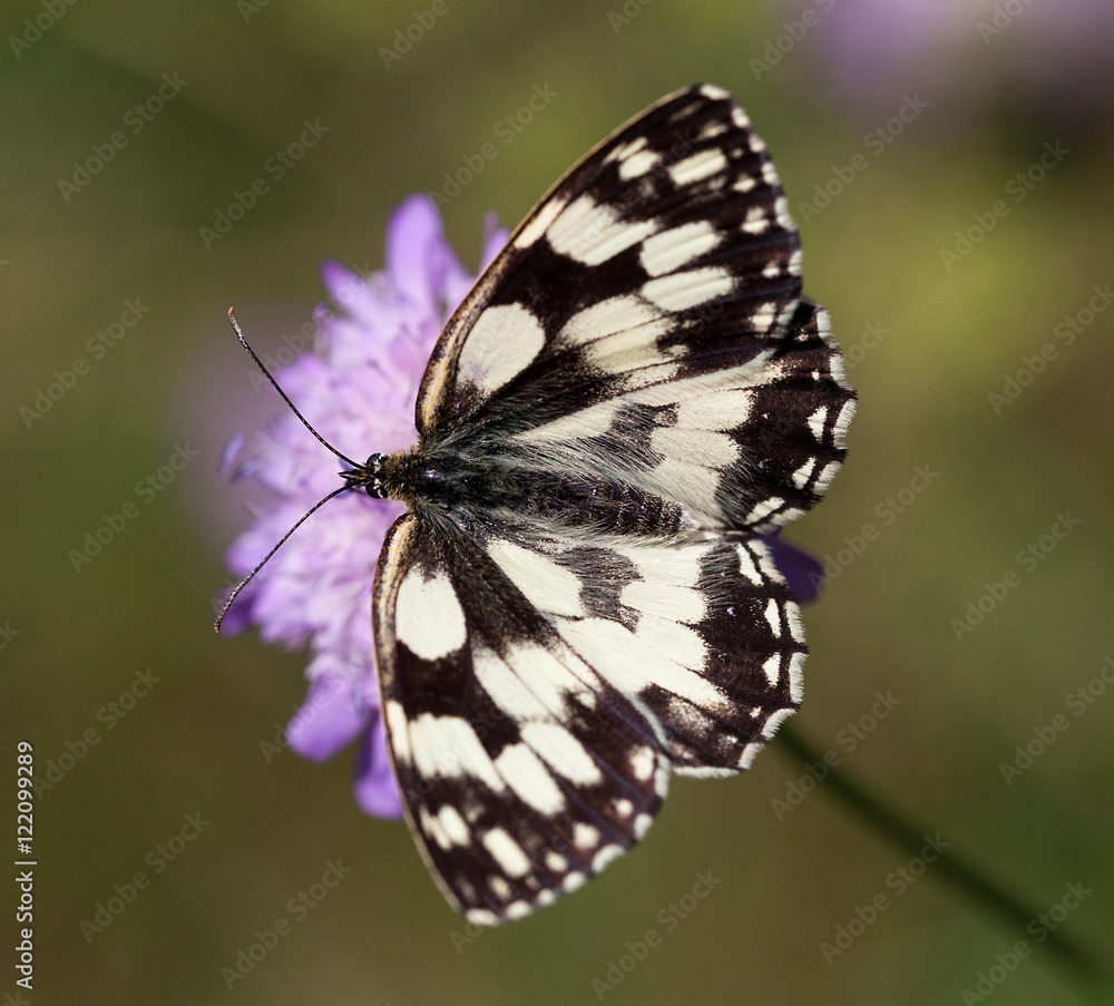 Macrophotographie d'un insecte: Demi-deuil (Melanargia galathea) Macrophotographie d'un insecte: Demi-deuil (Melanargia galathea)