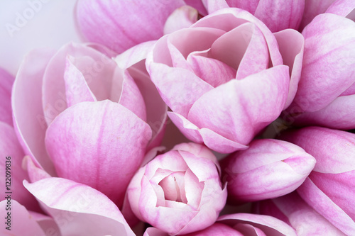 magnolia for background