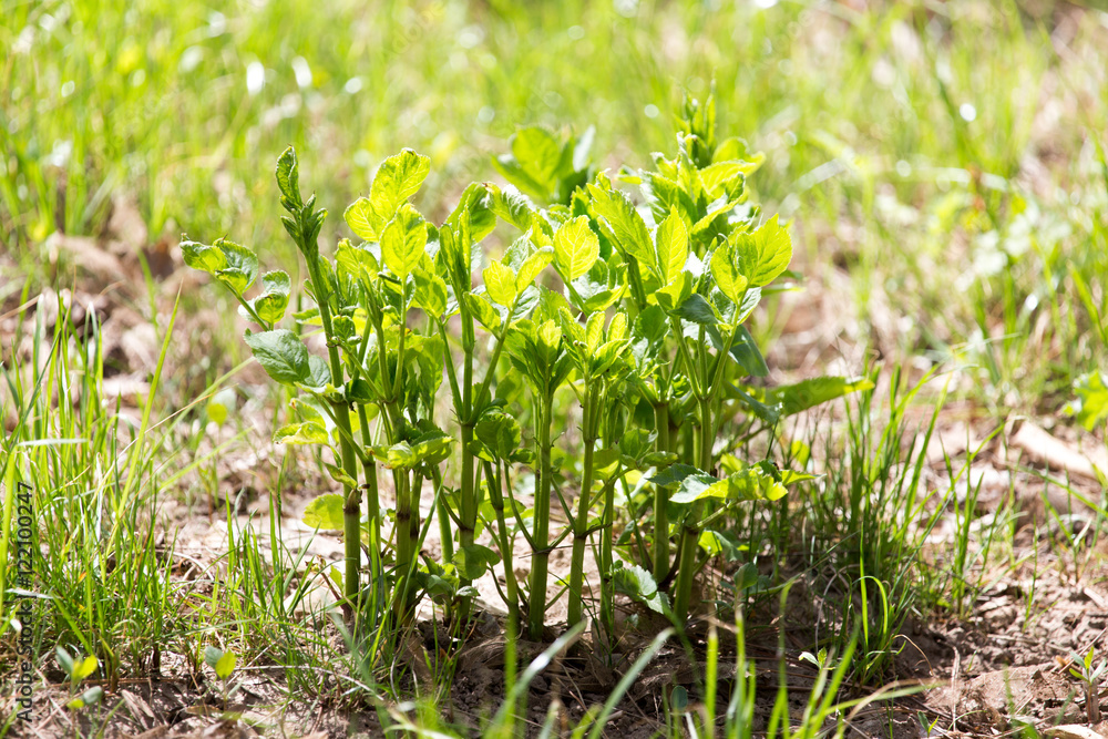 Obraz premium grass on the nature