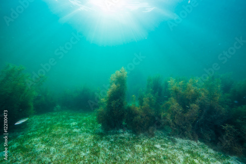 Seaweed and Sunlight