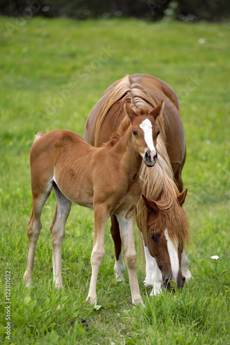 Arabian mare and Foal together at pasture