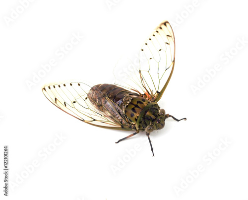 cicada insect isolated on white background photo