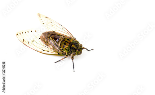 cicada insect isolated on white background © weerachaiphoto