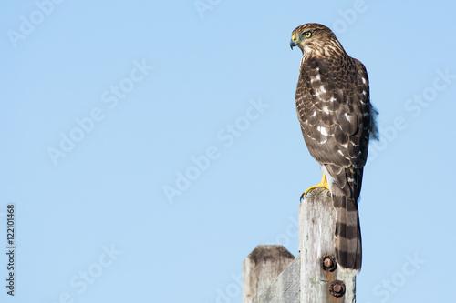 A Cooper's hawk (Accipiter cooperii) perched on a post in the Northeast, US