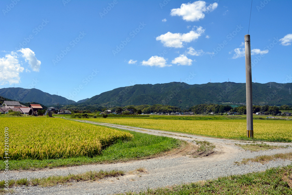 This is the country side of Japan. Farm road has passed through the inside of the rice field. This utility pole is passing the electric wire. This is the country side of Japan. Farm road has passed through the inside of the rice field. This utility pole is passing the electric wire.