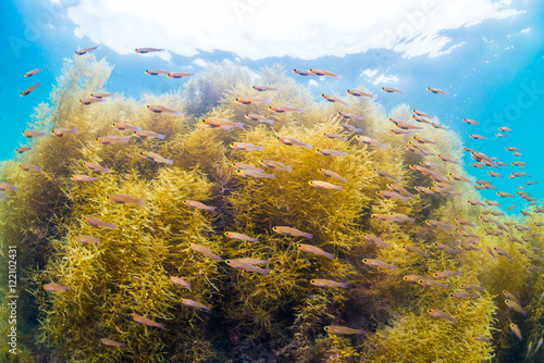 Forest of Seaweed