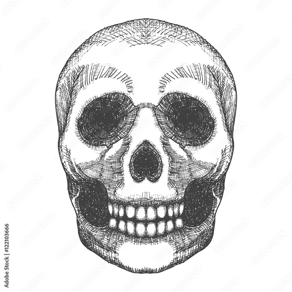 Obraz premium Hand drawing skull. Human skull sketch. Black and white illustration of skull with a lower jaw, hand drawn. Witchcraft magic, occult attribute decorative element. Death and mortality symbol. Vector.