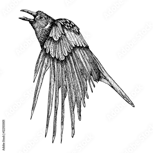 Stylized hand drawing crow. Decorative bird. Hand drawn raven or rook. Black and white drawing by hand. Witchcraft, voodoo magic attribute. Illustration for Halloween. Vector.