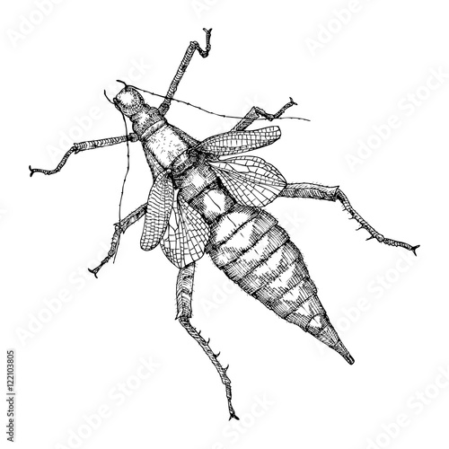 Hand drawn beetle. Black and white insect for design, icons, logo or print. Hand drawing illustration for Halloween. Vector.