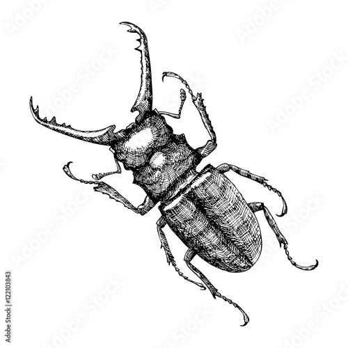 Hand drawn beetle. Black and white insect for design, icons, logo or print. Hand drawing illustration for Halloween. Vector.